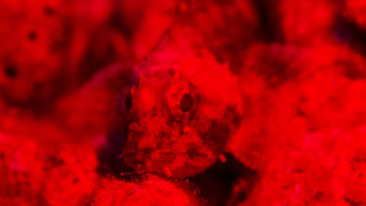 三光源潛水攝（shè）影（yǐng）補光燈
